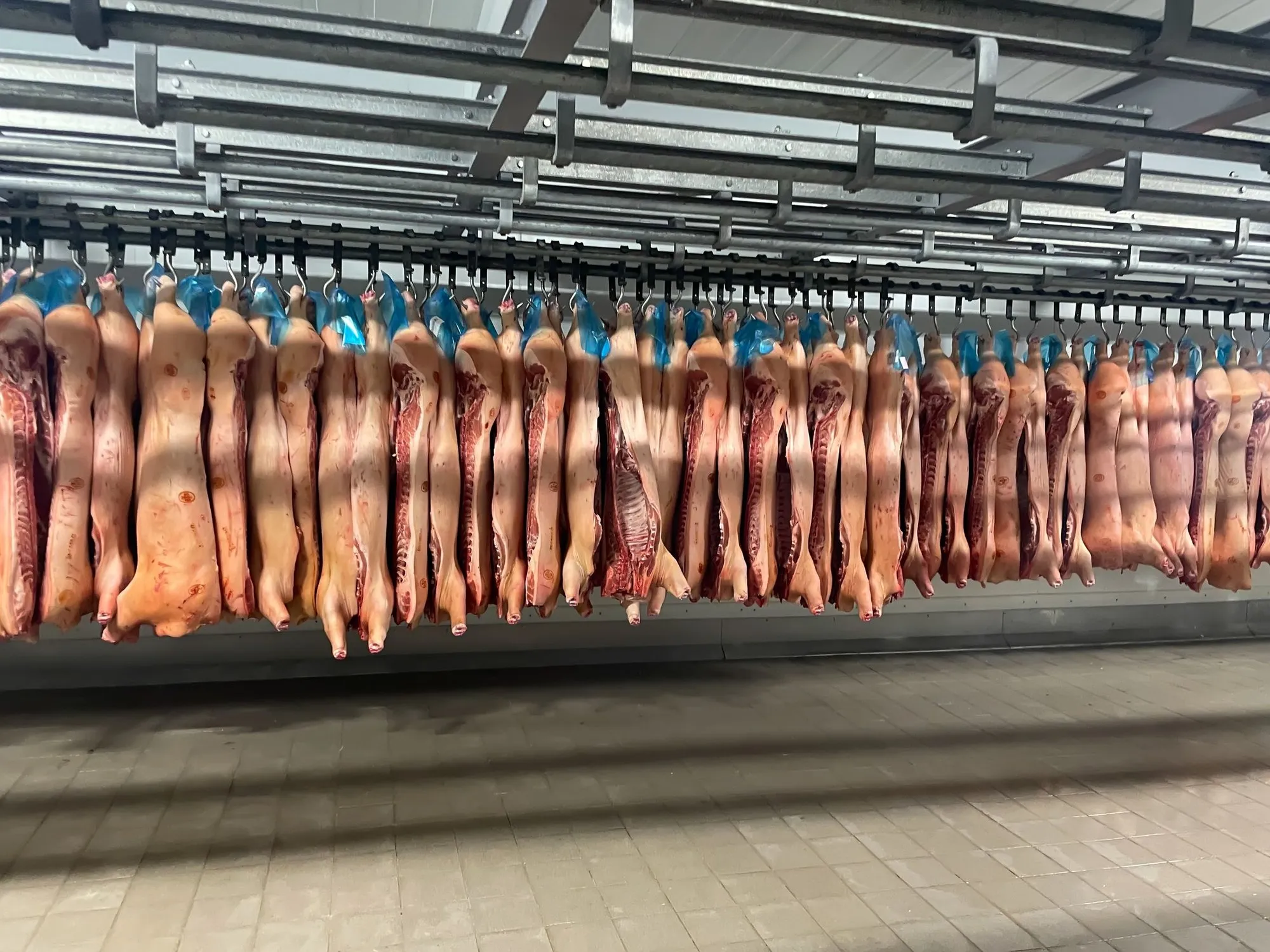 Cameră frigorifică cu carcase de porc pe cârlige